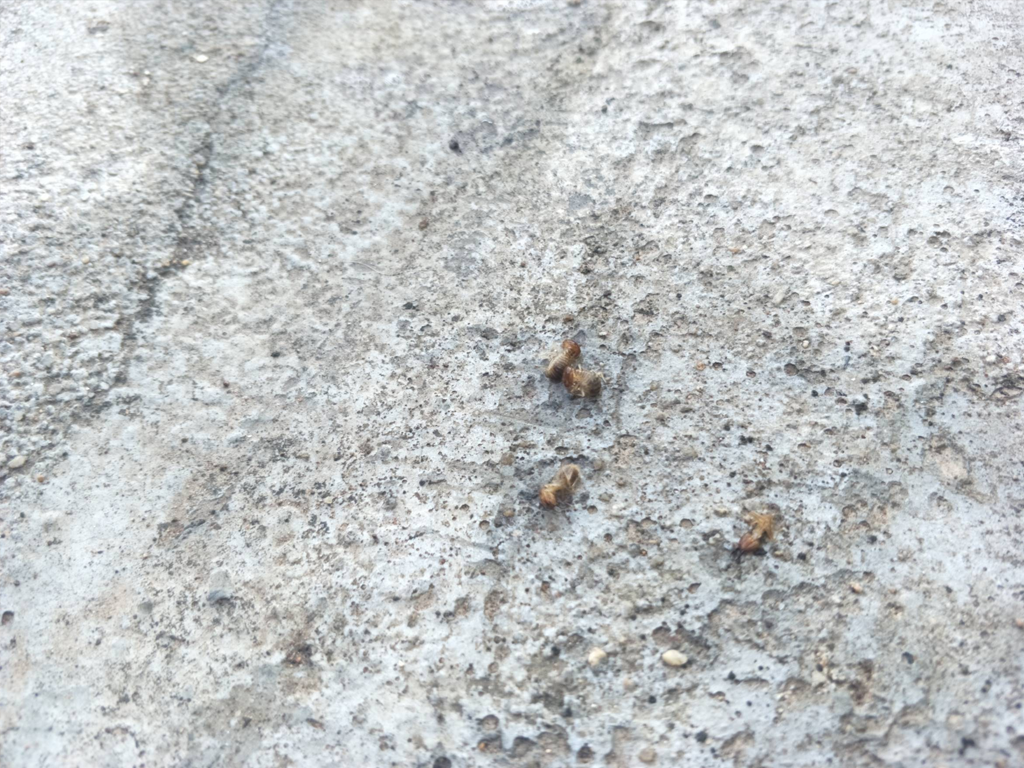 Insect removal herbs 1