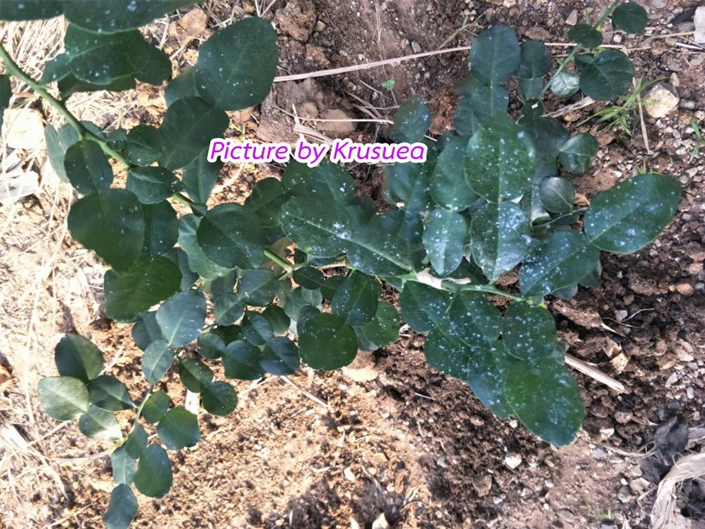 Insect removal herbs 2
